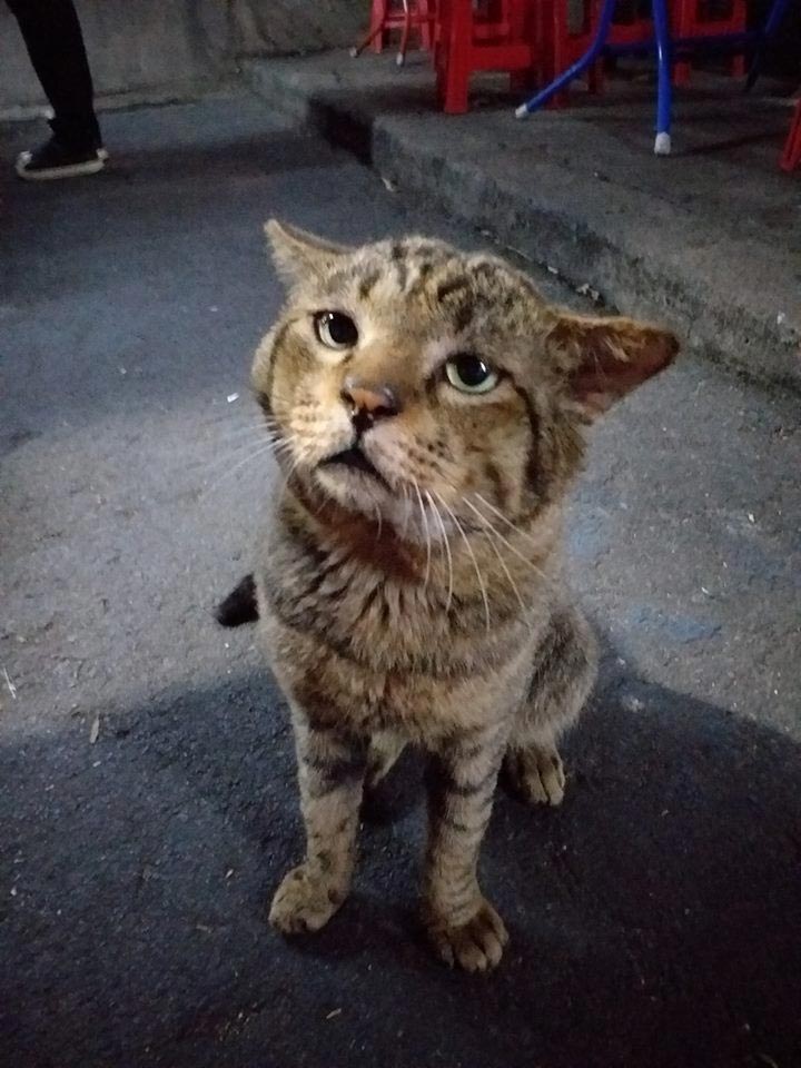 แมวจรจัดหัวโต