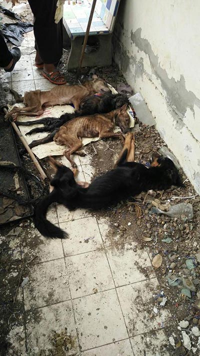 ทิ้งหมา