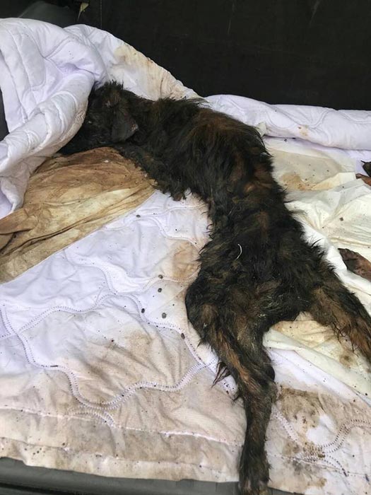 ทิ้งหมา