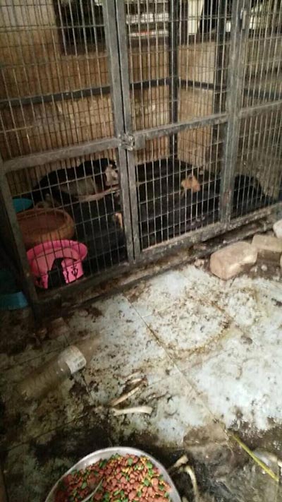 ทิ้งหมา