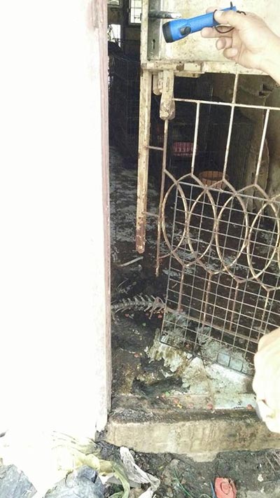 ทิ้งหมา