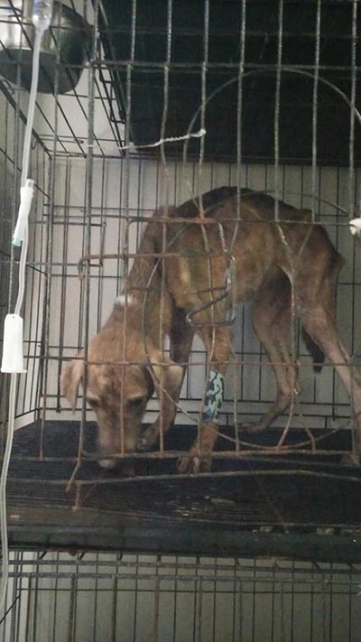 ทิ้งหมา