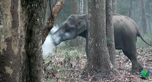 ช้างสูบบุหรี่