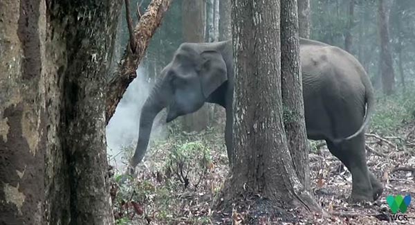 ช้างสูบบุหรี่