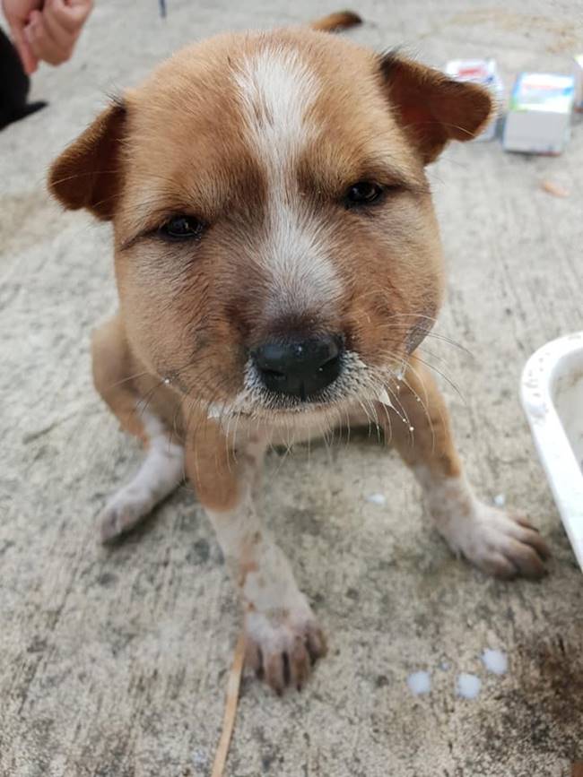 งูกัดหมา