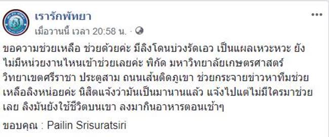 เจ้าลิงน้อยโดนบ่วงรัดเอวแทบขาด