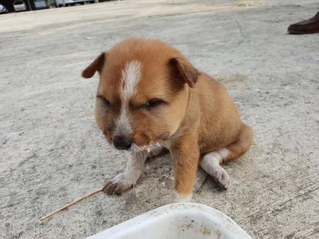 งูกัดหมา