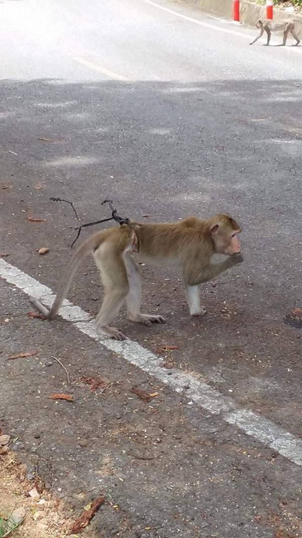 เจ้าลิงน้อยโดนบ่วงรัดเอวแทบขาด