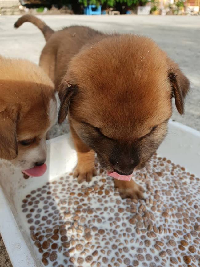 งูกัดหมา