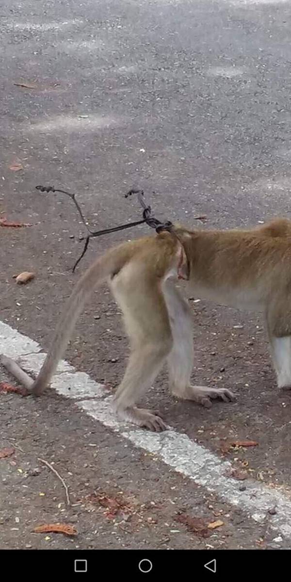 เจ้าลิงน้อยโดนบ่วงรัดเอวแทบขาด