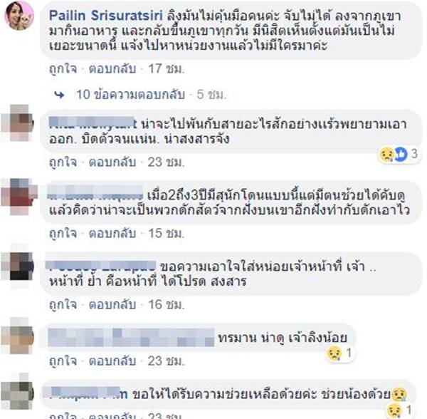 เจ้าลิงน้อยโดนบ่วงรัดเอวแทบขาด