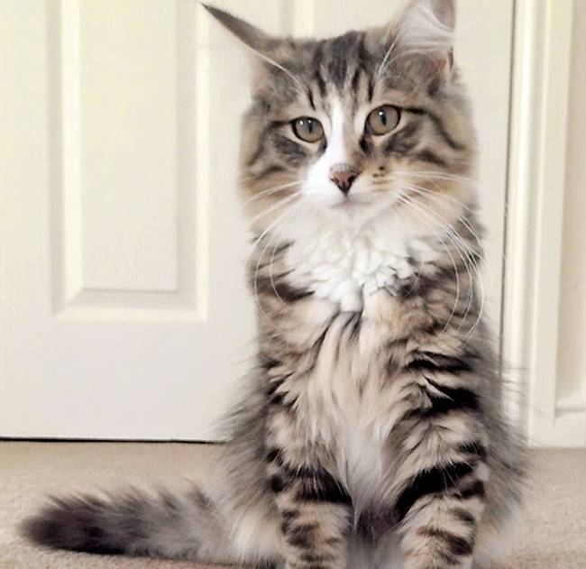 เหมียวแสบหายไป