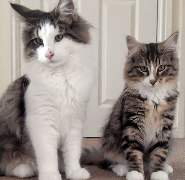 เหมียวแสบหายไป