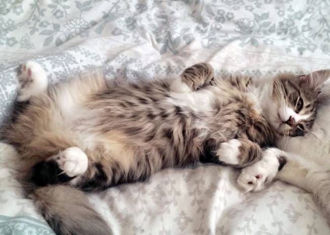 เหมียวแสบหายไป