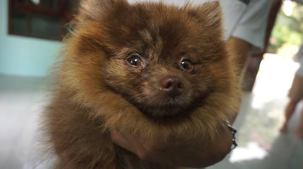 นายแพทย์วิปริต ซื้อหมาไปทารุณฉีดสารเคมี