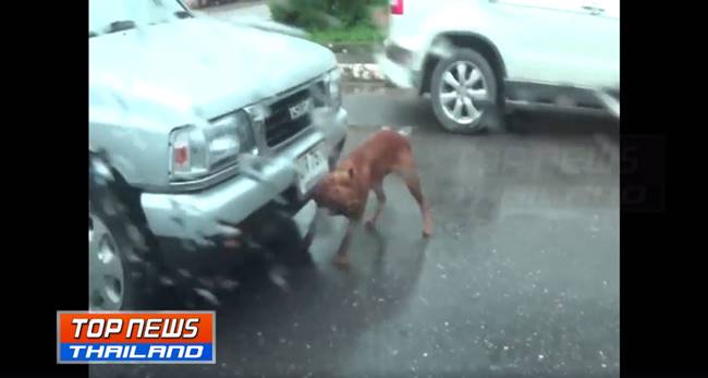 พิทบูลคลั่ง 