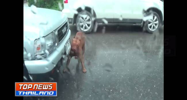 พิทบูลคลั่ง 