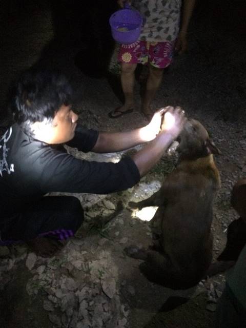 สุนัขถูกงูกัดไม่ยอมตาย