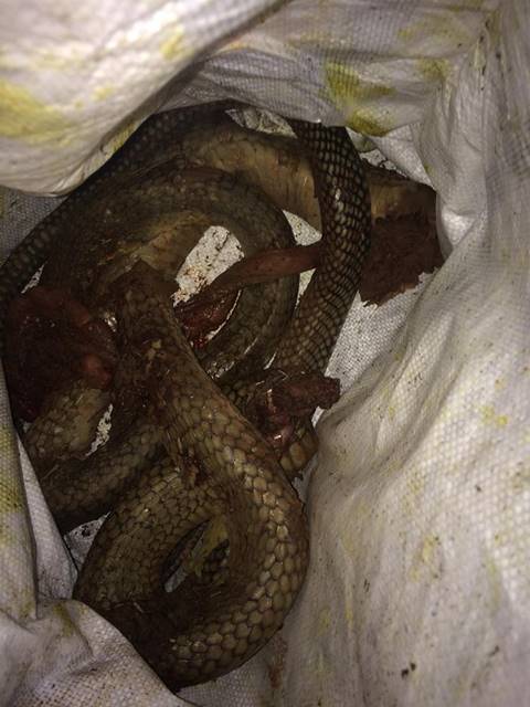 สุนัขถูกงูกัดไม่ยอมตาย