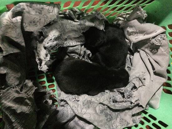 สุนัขถูกงูกัดไม่ยอมตาย