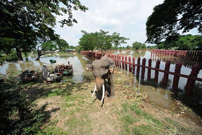 วังช้างอยุธยา แล เพนียด