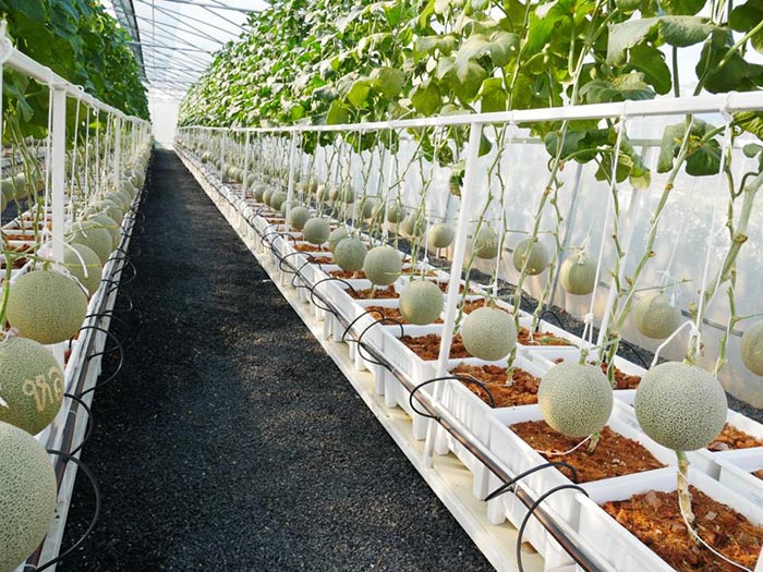 ฟาร์มเมลอน Papa’SAM