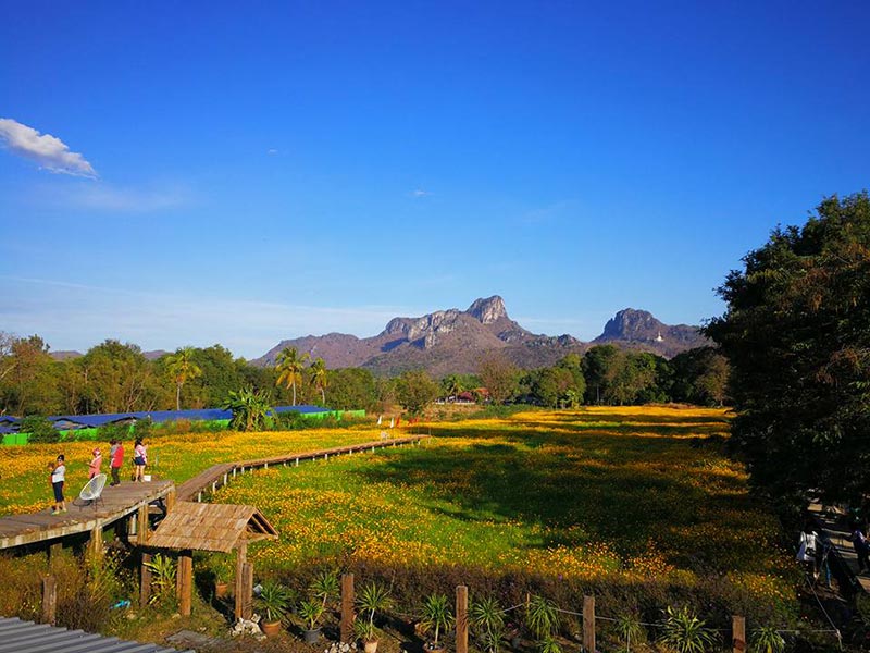 ทุ่งคอสมอส ลพบุรี