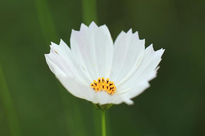 ทุ่งคอสมอส ลพบุรี