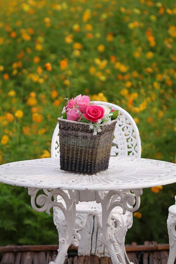 ทุ่งคอสมอส ลพบุรี