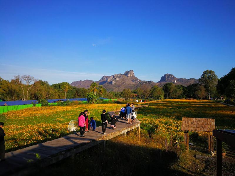 ทุ่งคอสมอส ลพบุรี