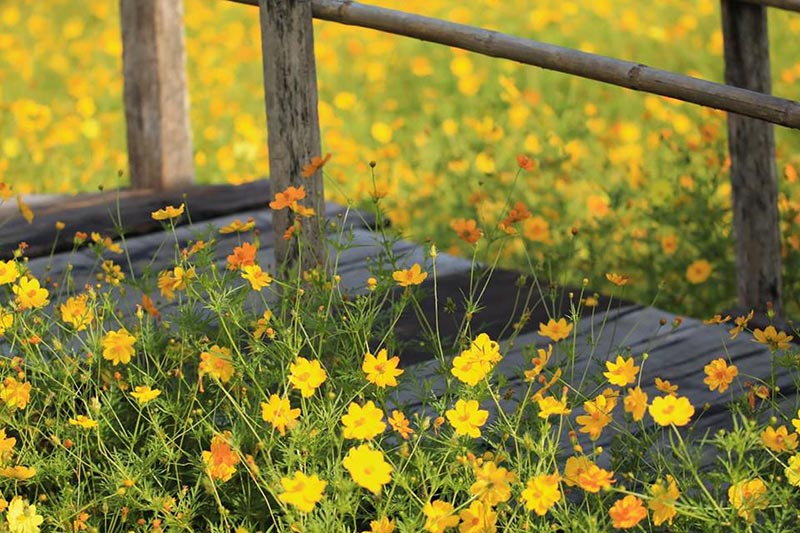 ทุ่งคอสมอส ลพบุรี