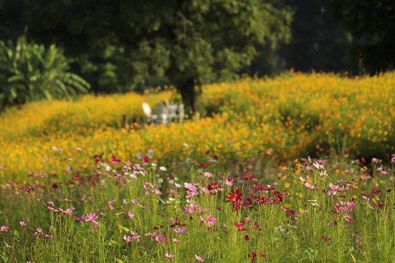 ทุ่งคอสมอส ลพบุรี