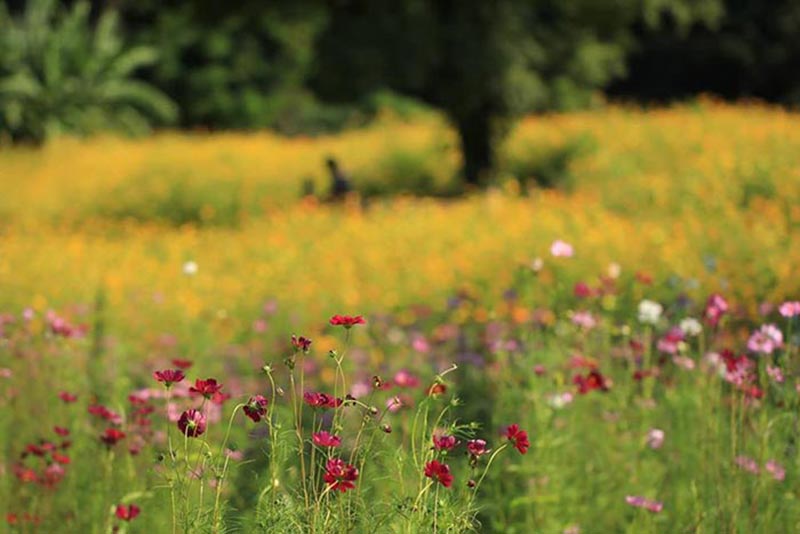 ทุ่งคอสมอส ลพบุรี