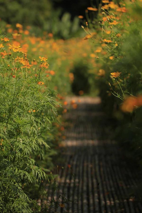 ทุ่งคอสมอส ลพบุรี