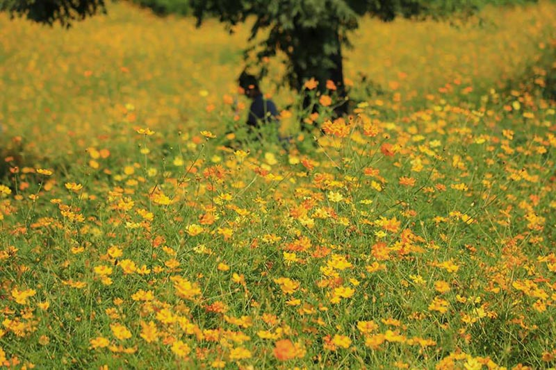 ทุ่งคอสมอส ลพบุรี