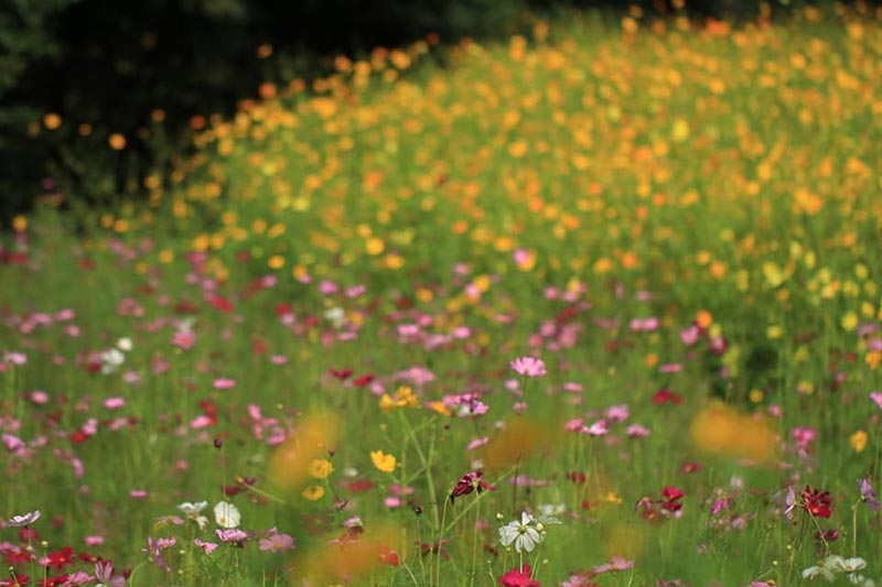 ทุ่งคอสมอส ลพบุรี