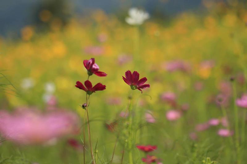 ทุ่งคอสมอส ลพบุรี