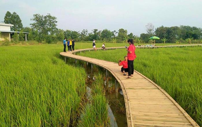 สะพานไม้ไผ่ บ้านเตย