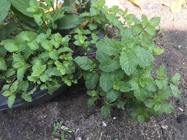 พล่าปลาสด 