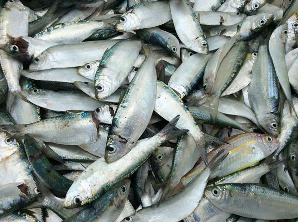 พล่าปลาสด 