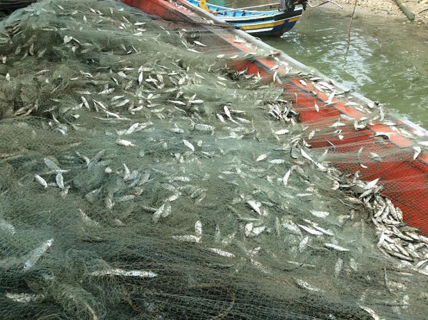 พล่าปลาสด 