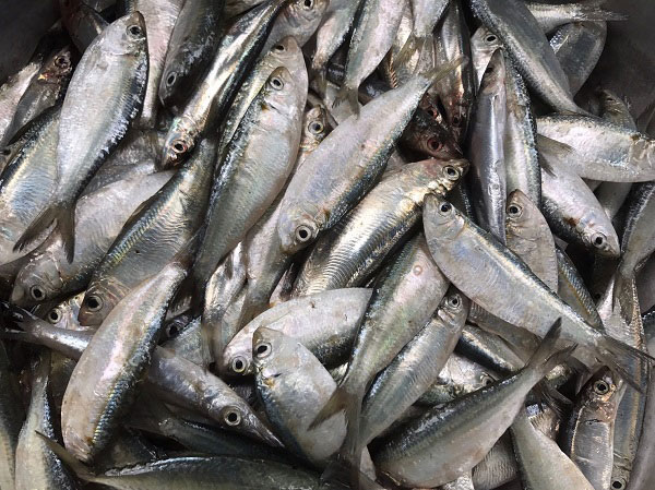 พล่าปลาสด 