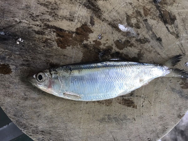 พล่าปลาสด 