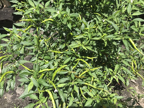 พล่าปลาสด 