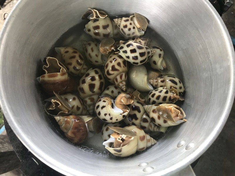 หอยหวานลวก