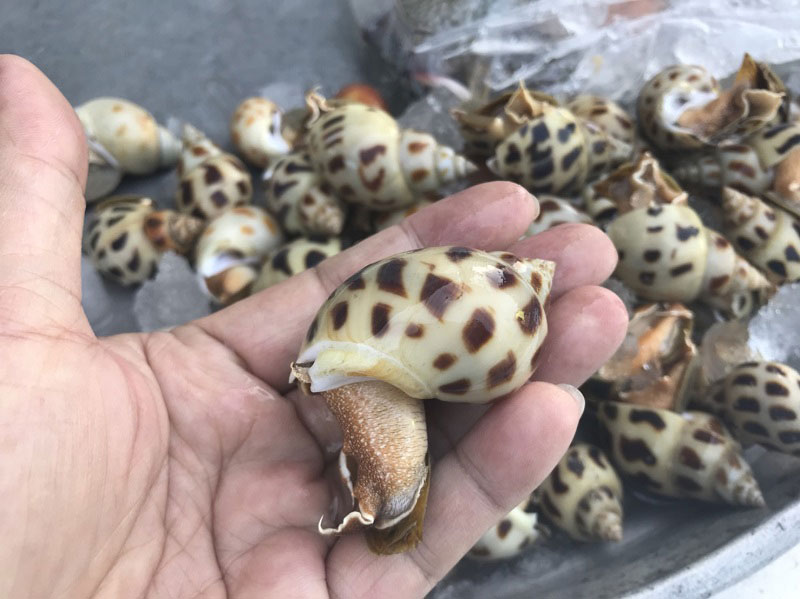 หอยหวานลวก