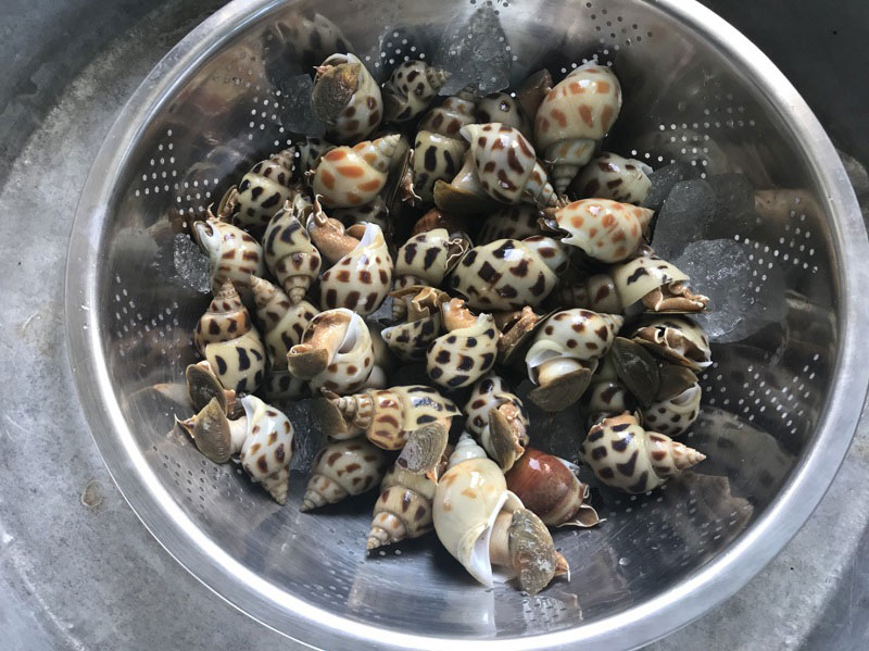 หอยหวานลวก