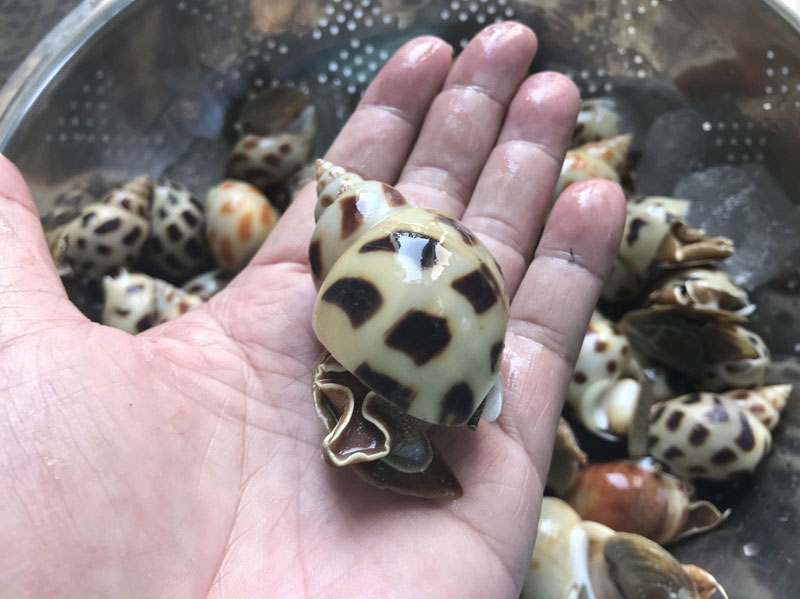 หอยหวานลวก