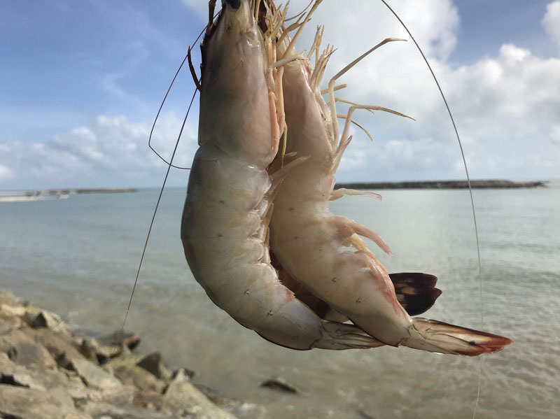 แกงคั่วปูม้า