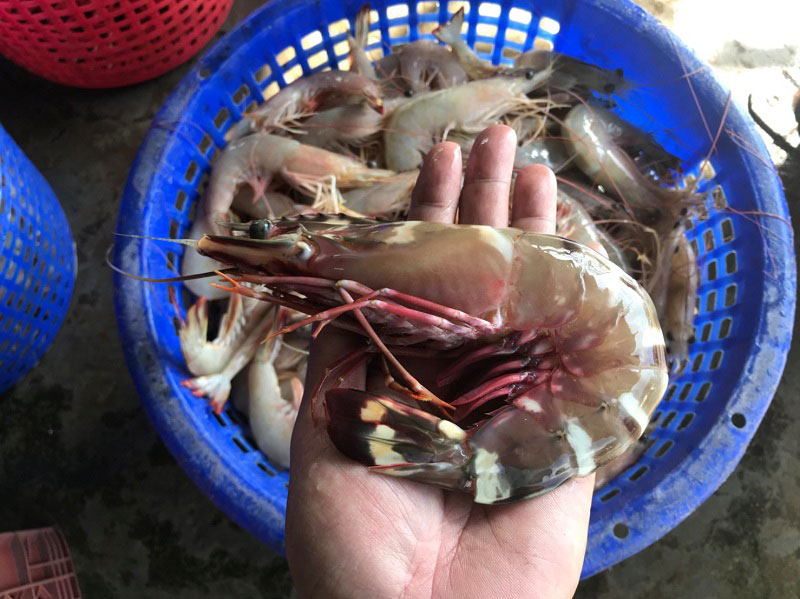 แกงคั่วปูม้า